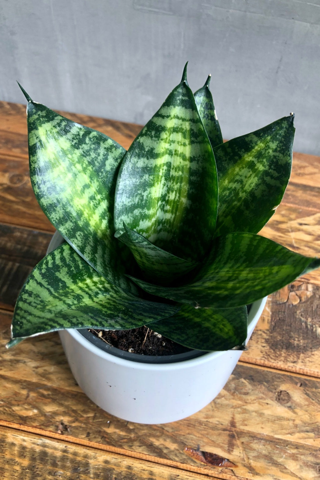 senseveria robusta snake plant Sansevieria 'Robusta' – ECOVIBE