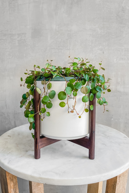 Peperomia 'Rotundifolia'
