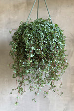 1 of 4:Pilea Glauca 'Silver Sparkle'