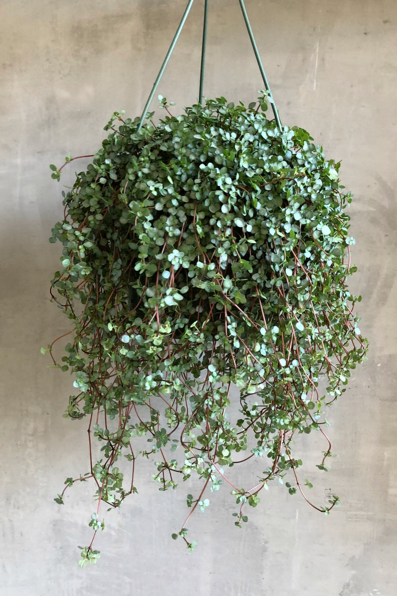 Pilea Glauca "Silver Sparkle'