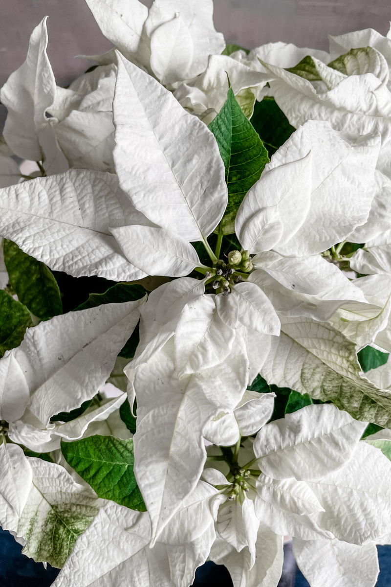 Euphorbia 'Poinsettia' White