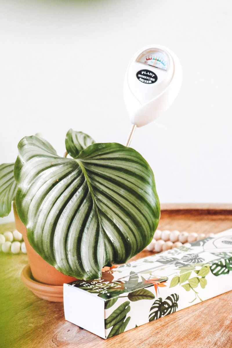How to Use a Moisture Meter for Your Plants – Ivymay & Co.