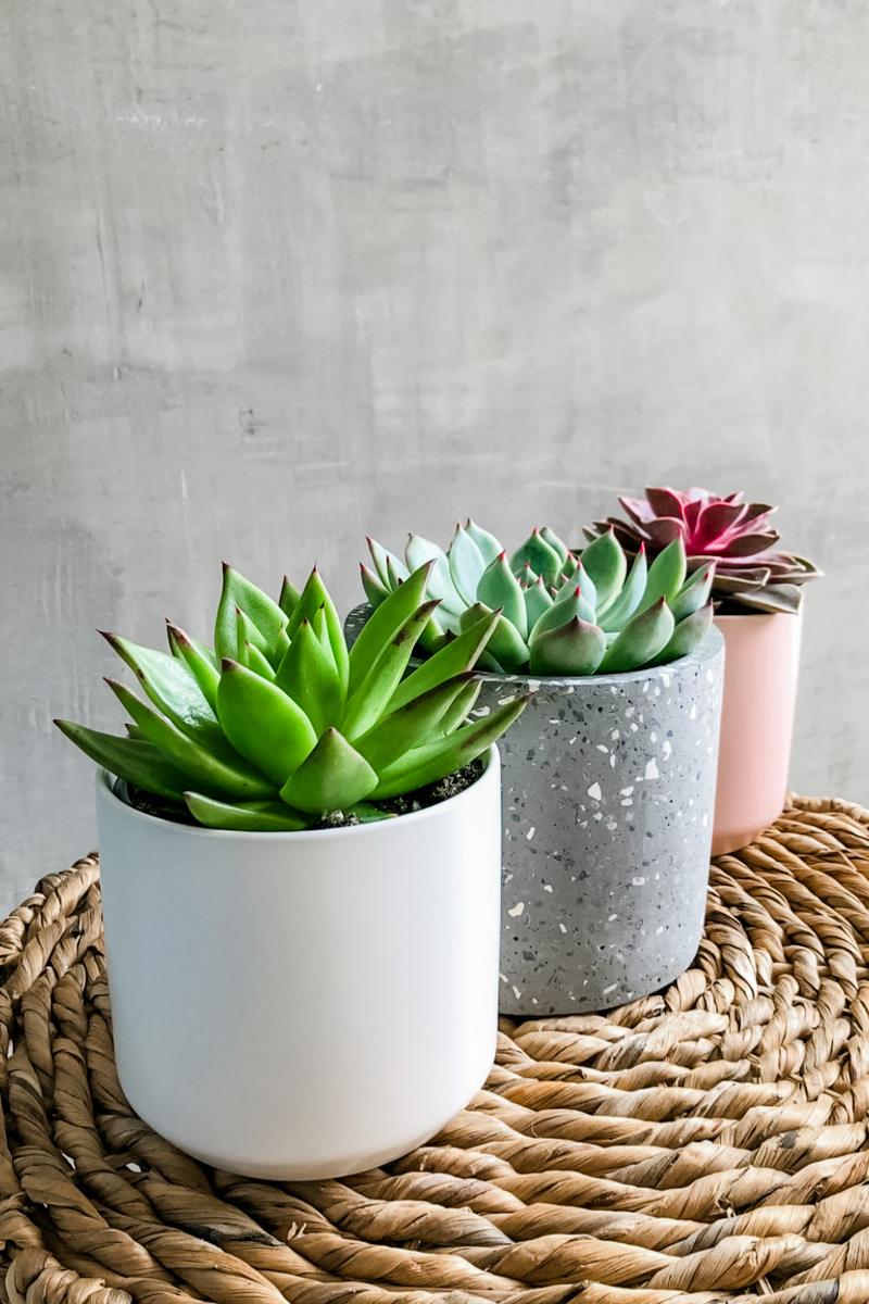 cheap succulent pots Assorted Succulents – ECOVIBE