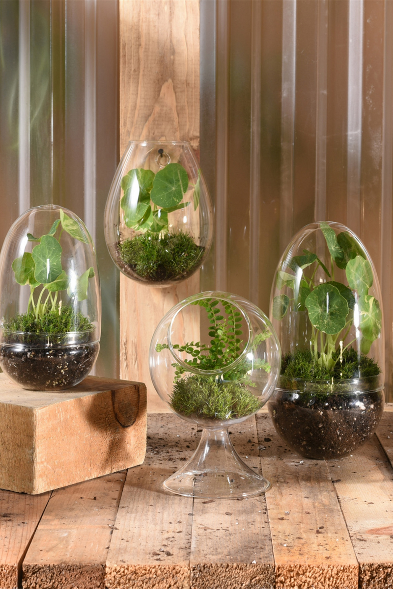 hanging glass plant terrarium Sole Wall Glass Terrarium – ECOVIBE