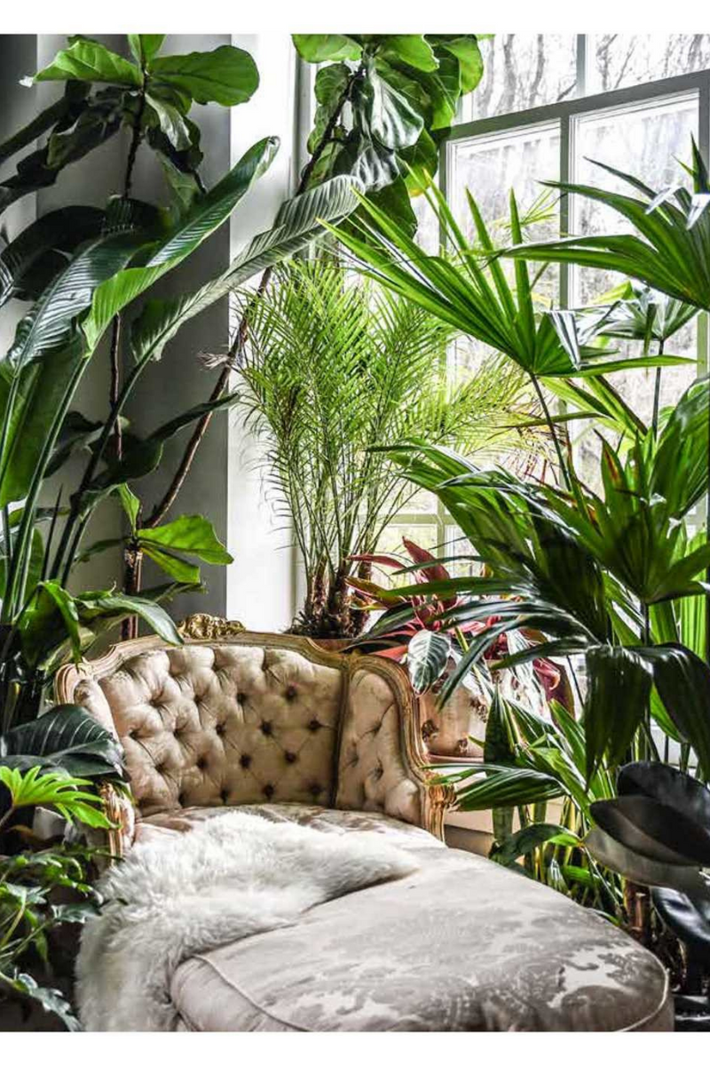 Wild At Home: How to style and care for beautiful plants  By Hilton Carter