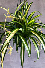 6" Clorophytum 'Hawaiian' Spider Plant 