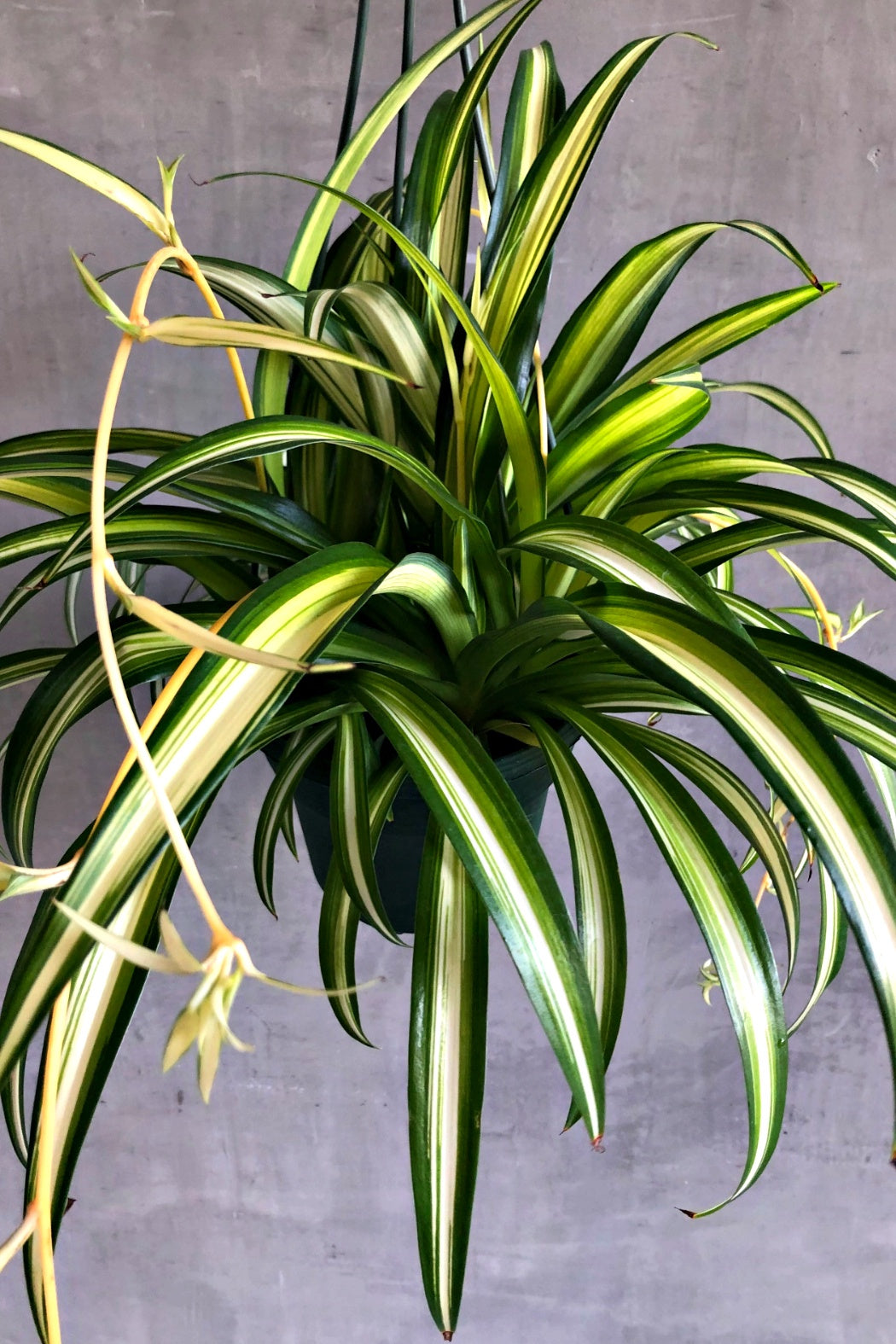 chlorophytum comosum pacific Chlorophytum 'Hawaiian' Spider Plant
