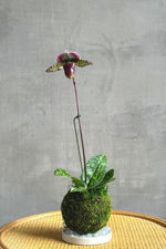 Orchid Kokedama-Wholesale Plants-ECOVIBE