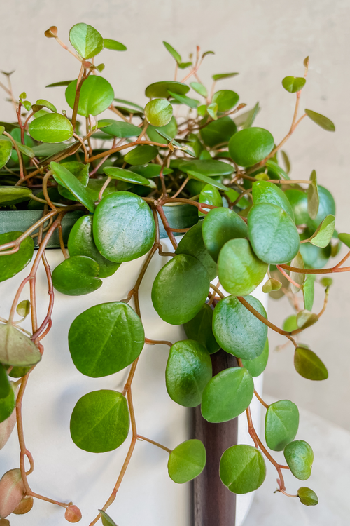 Peperomia 'Rotundifolia'