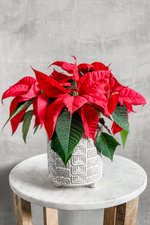 8 of 11:Euphorbia 'Poinsettia'