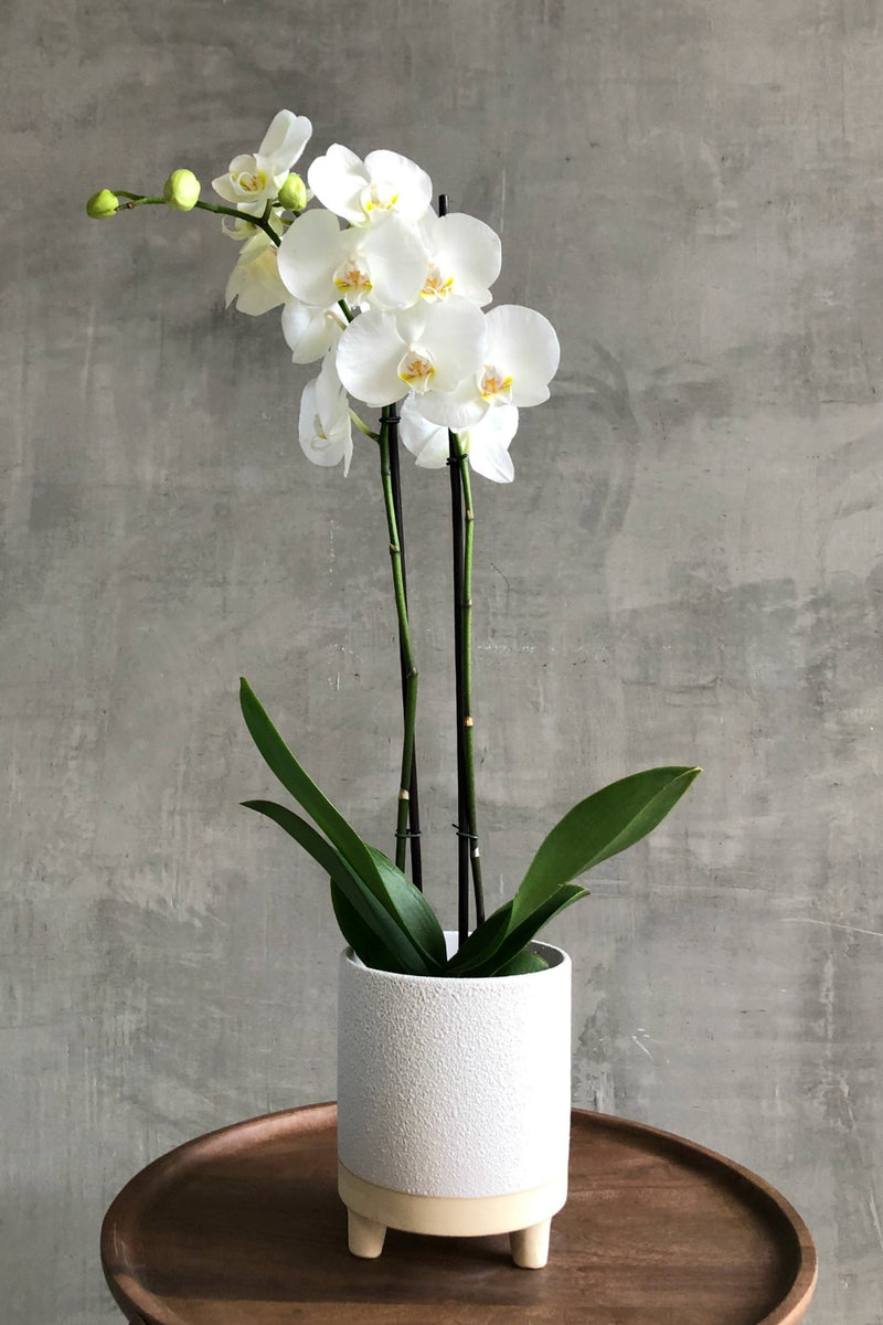 White Phalaenopsis 'Moth Orchid'