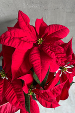 9 of 11:Euphorbia 'Poinsettia'