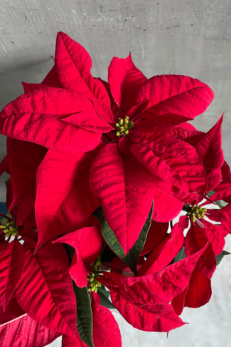 Euphorbia 'Poinsettia' Red