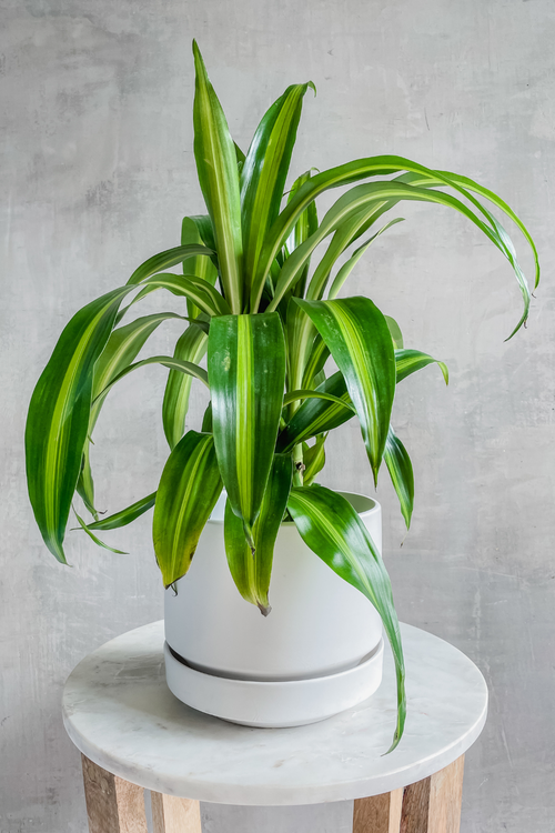 Dracaena 'Hawaiian Sunshine'