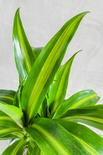 2 of 2:Dracaena 'Hawaiian Sunshine'