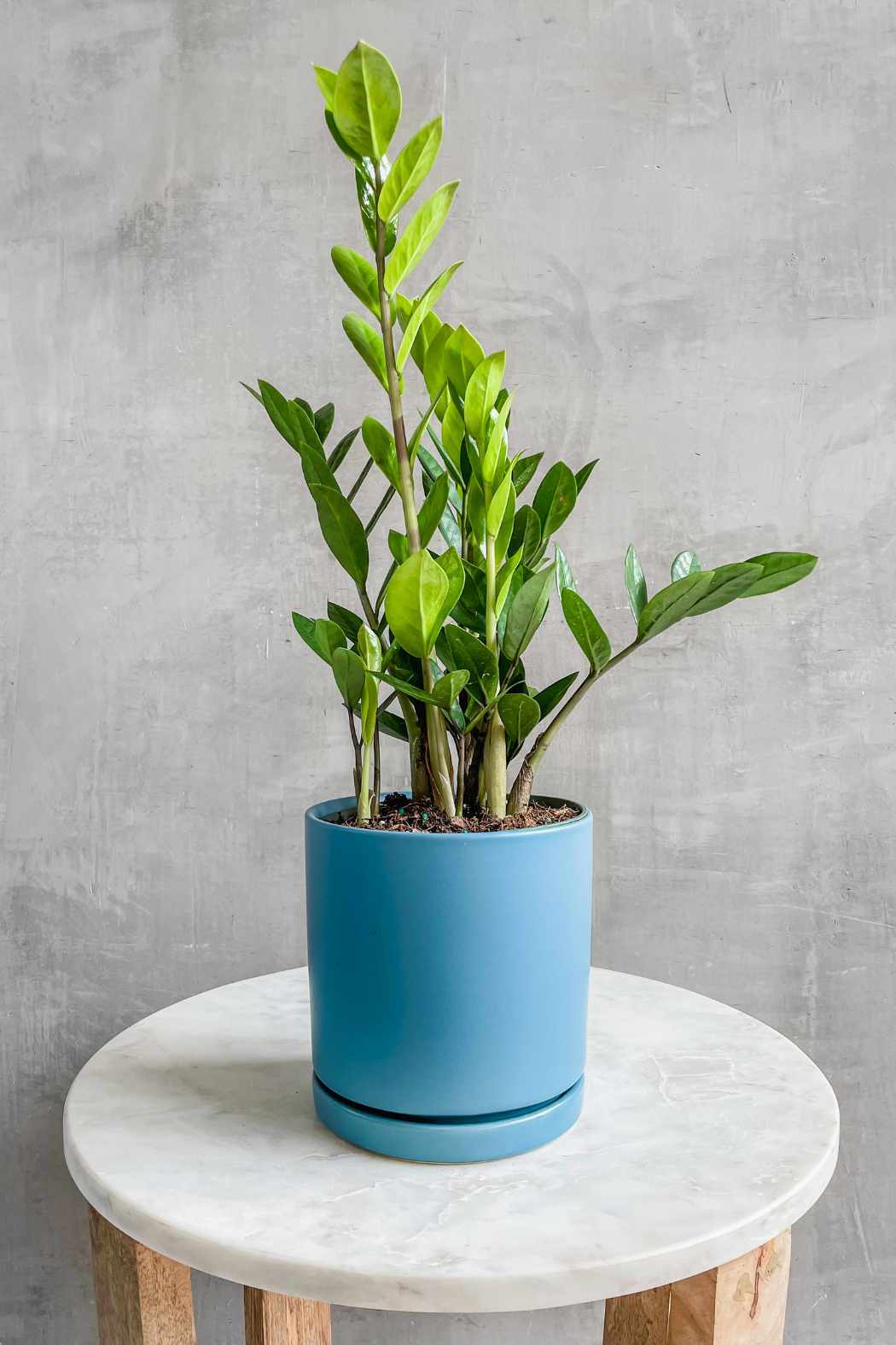blue zz plant Zamioculcas Zamiifolia 'ZZ Plant' – ECOVIBE