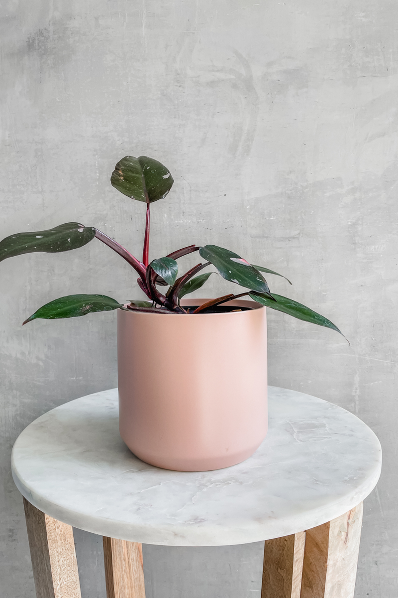 Philodendron 'Pink Princess' 6"