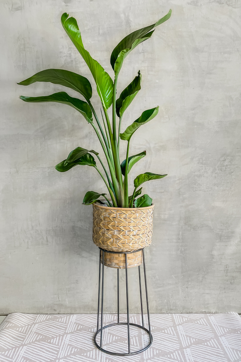 BOP in Hand-Woven Rattan Planter with Stand
