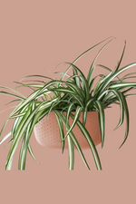 Wallygro-Eco-Wall-Plant-house-Plants-houseplants-portland-blush