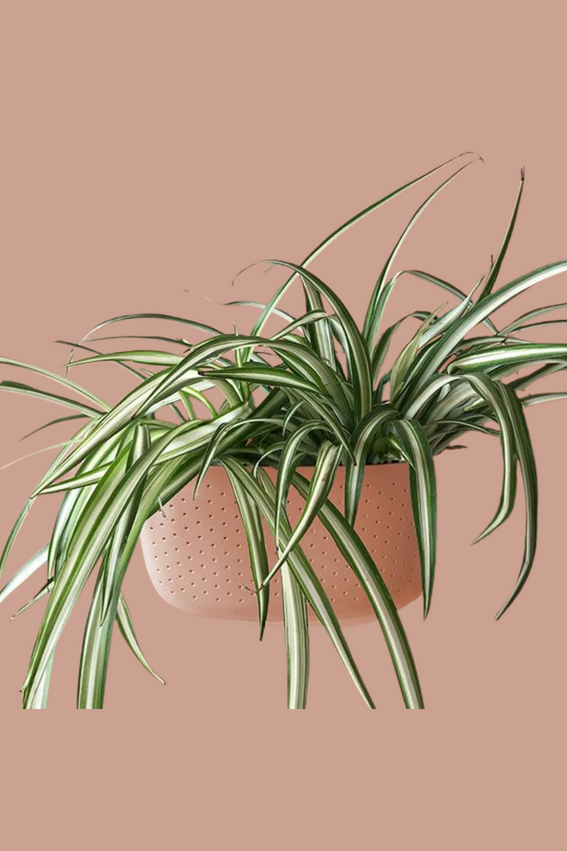 spider plant wall planter WallyGrow Eco Wall Planter – ECOVIBE
