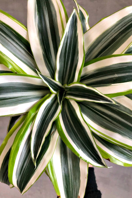 Dracaena 'Lemon Lime Compacta'