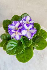 5 of 6:Saintpaulia 'African Violet'