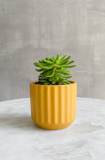 Accent-Decor-Beam-Ceramic-Pot-Planter-Yellow-Mustard-Gold