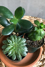 Succulent (Assorted Varieties) 2"