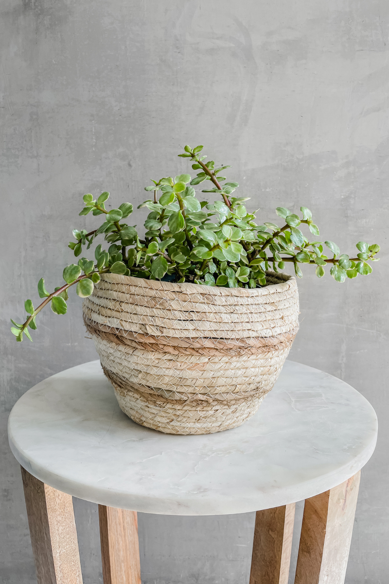 Portulacaria 'Afra Variegata' 6"