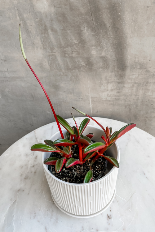 Peperomia 'Ruby Glow'