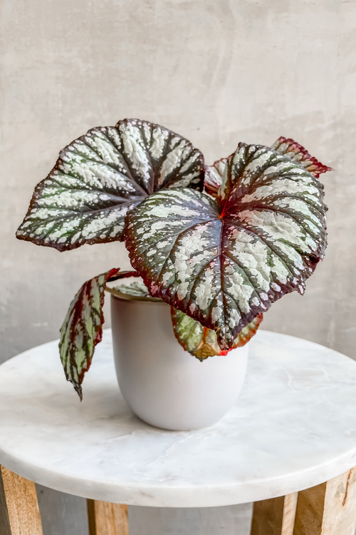 Rex Begonia