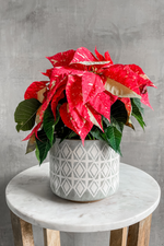 3 of 11:Euphorbia 'Poinsettia'