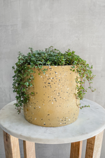 3 of 4:Pilea Glauca 'Silver Sparkle'