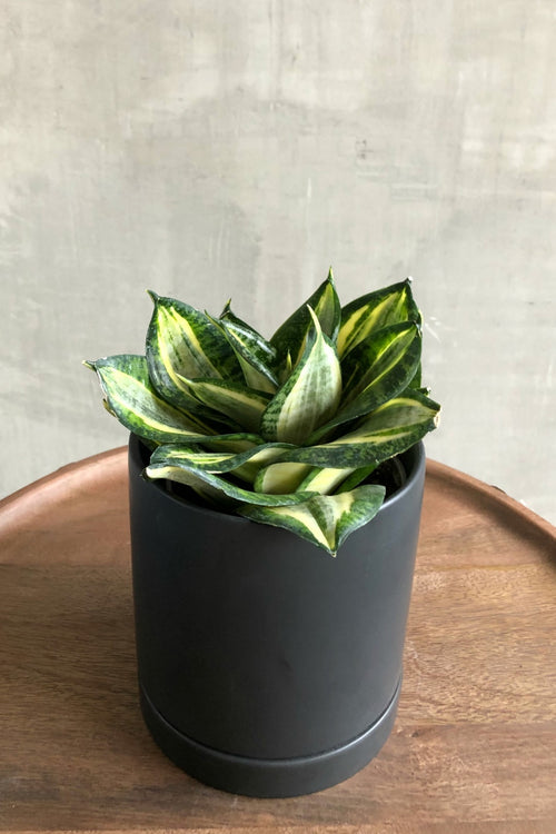 Sansevieria 'Black Coral Compacta'