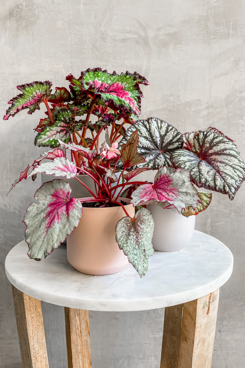 Rex Begonia