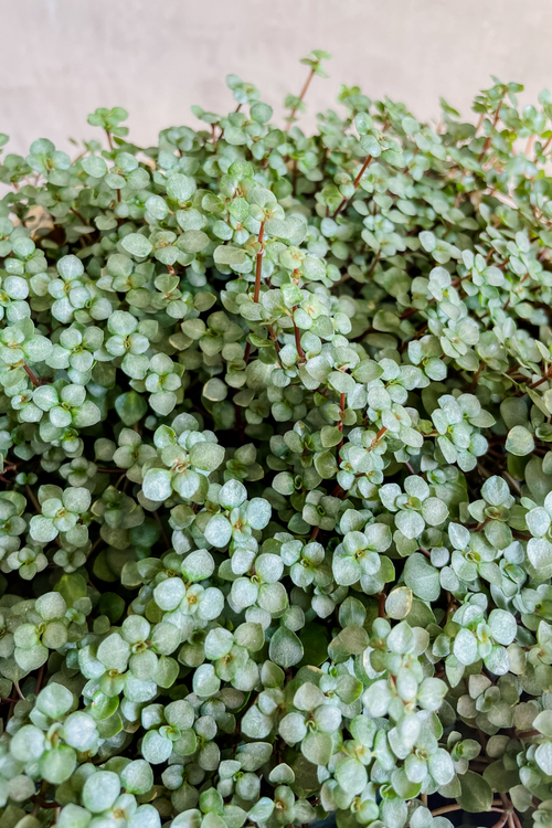 Pilea Glauca 'Silver Sparkle'