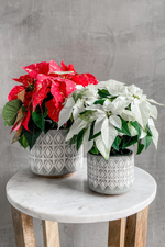 2 of 11:Euphorbia 'Poinsettia'