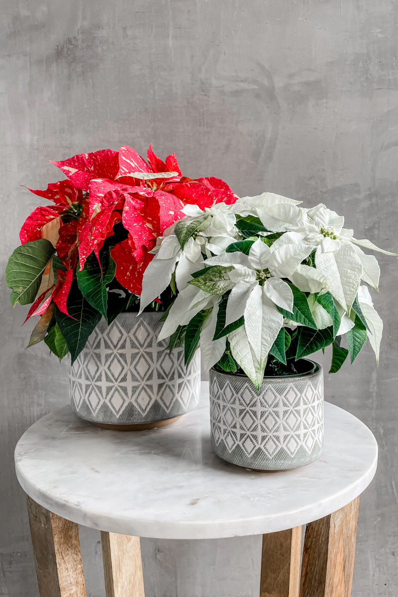 Euphorbia 'Poinsettia' Speckle and White