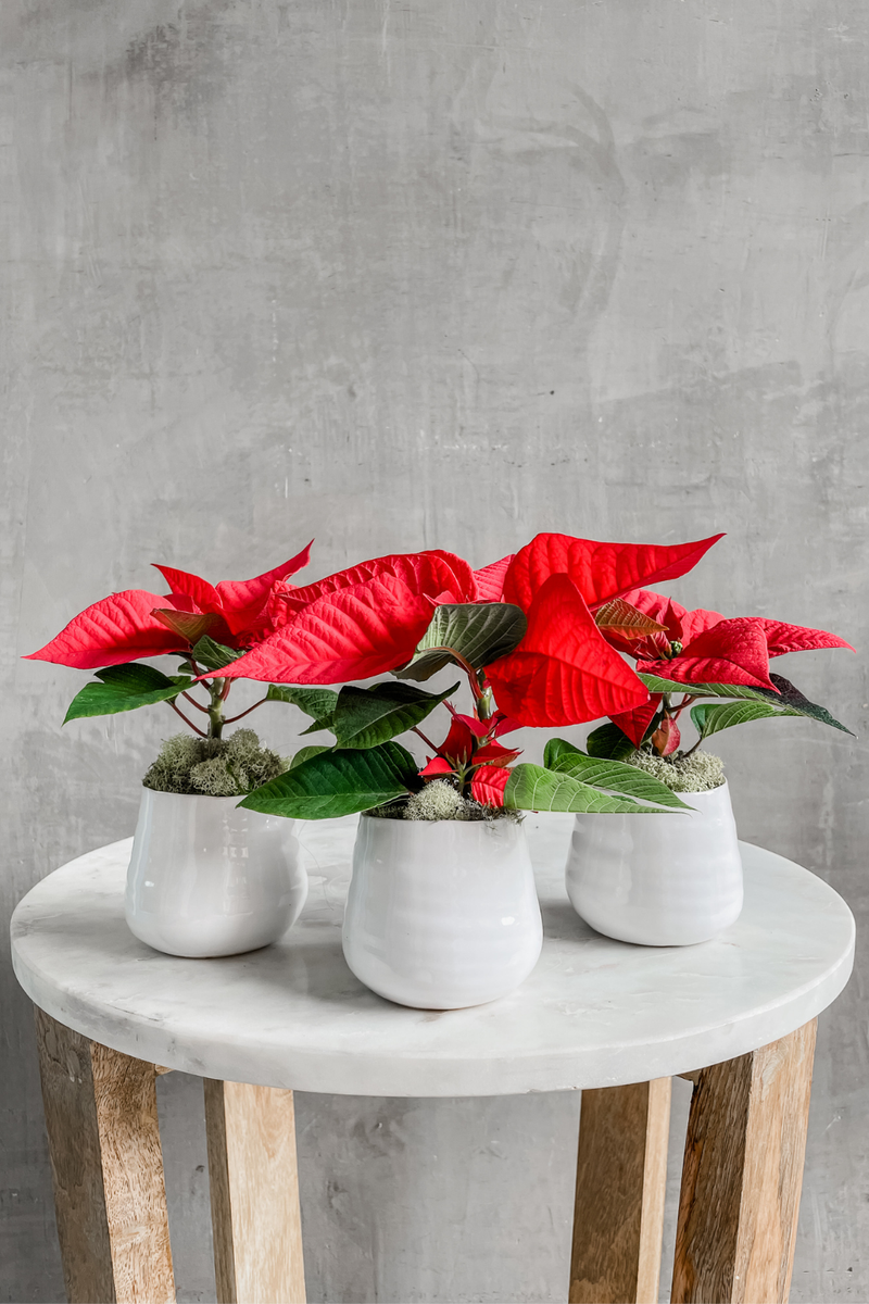 ECOVIBE Potted Poinsettia 2" in Tegan Pot