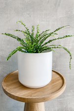 3 of 4:Pellaea 'Button Fern'