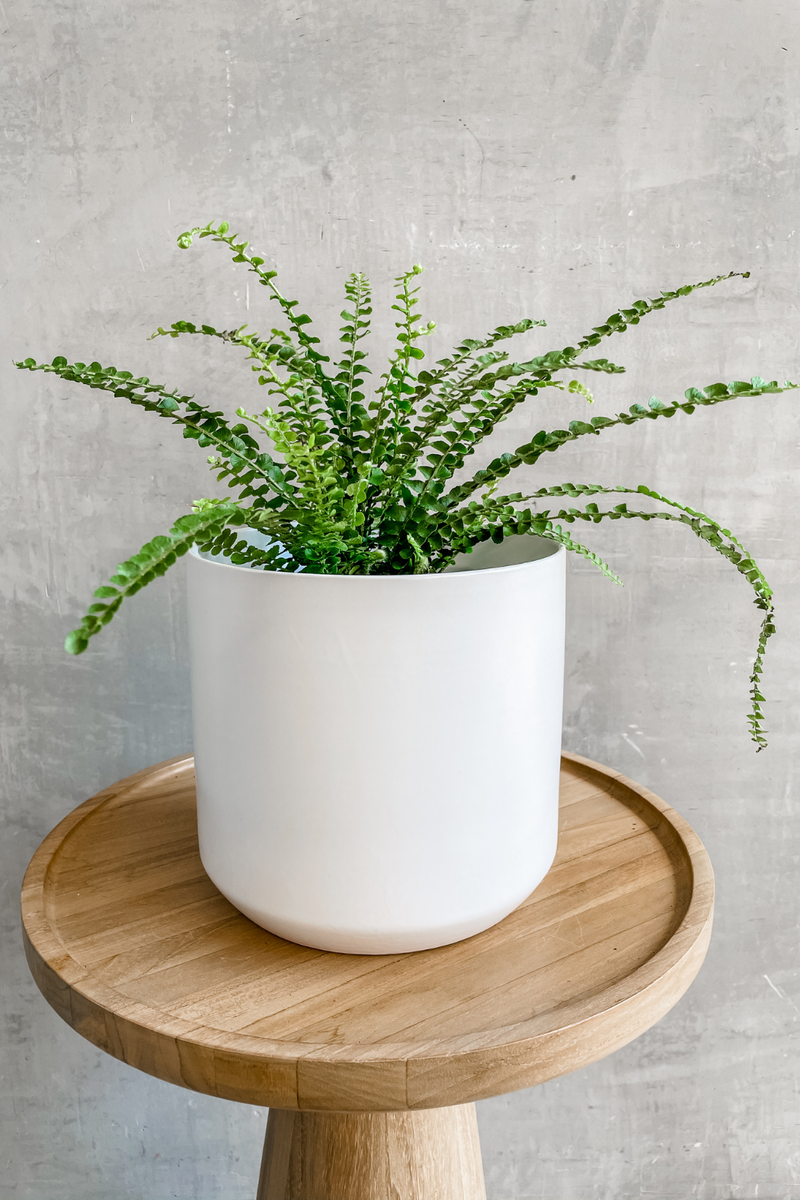 Pellaea Rotundifolia 'Button Fern' 6"