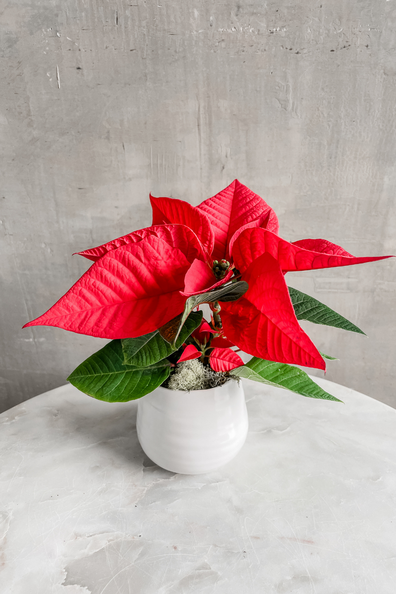 ECOVIBE Potted Poinsettia 2" in Tegan Pot