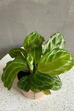 2 of 2:Calathea 'Vittata'