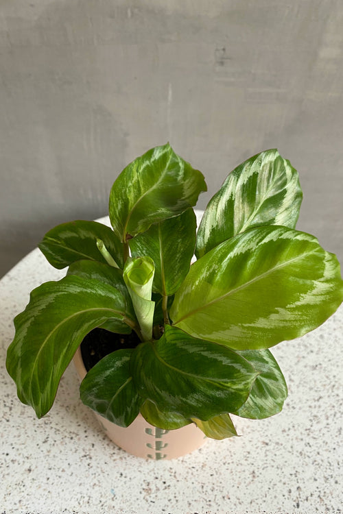 Calathea 'Vittata'