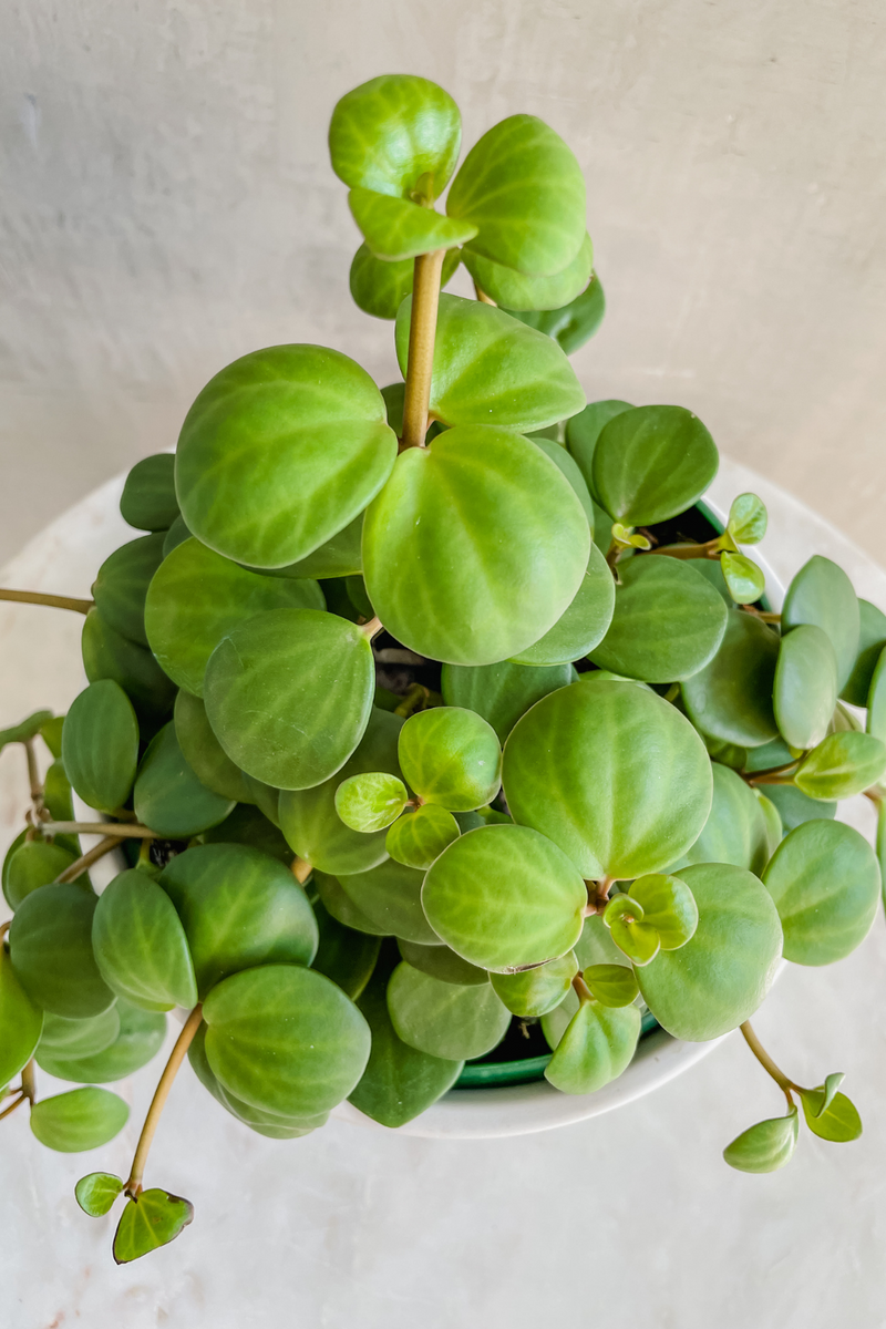 hope succulent Peperomia 'Hope' – ECOVIBE