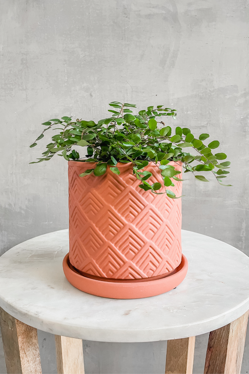 Pellaea 'Button Fern'