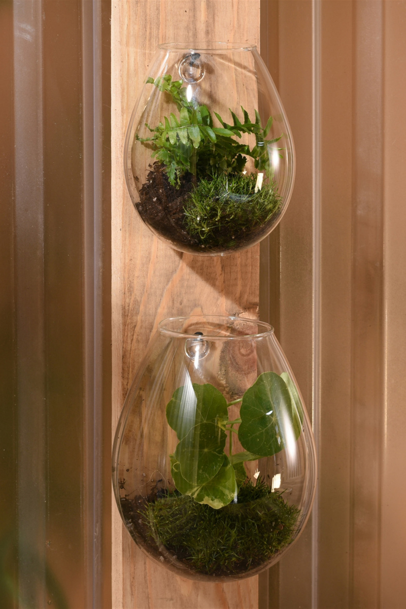 wall plant terrarium Sole Wall Glass Terrarium – ECOVIBE