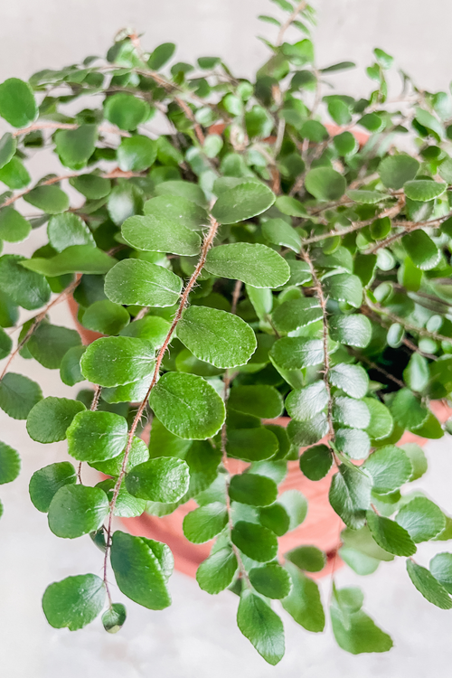 Pellaea 'Button Fern'