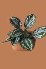 Wallygro-Eco-Wall-Plant-house-Plants-houseplants-portland-terracotta