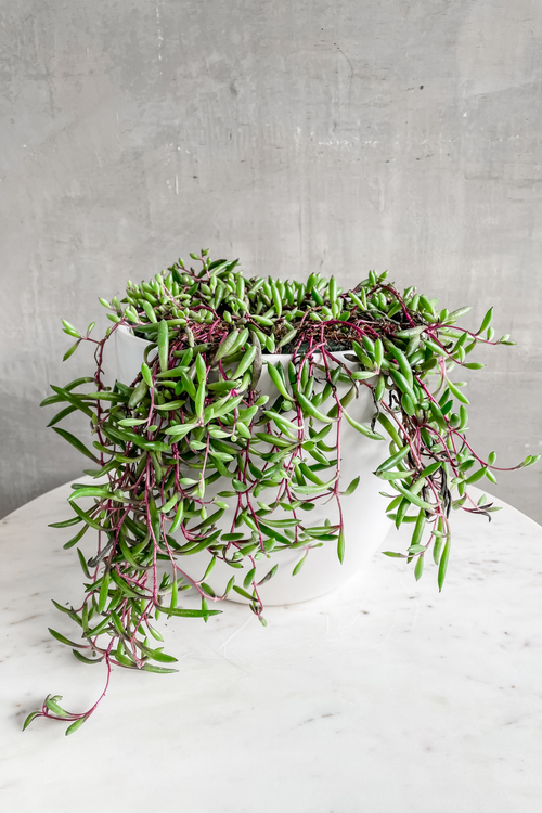 Othonna Capensis 'Ruby Necklace'